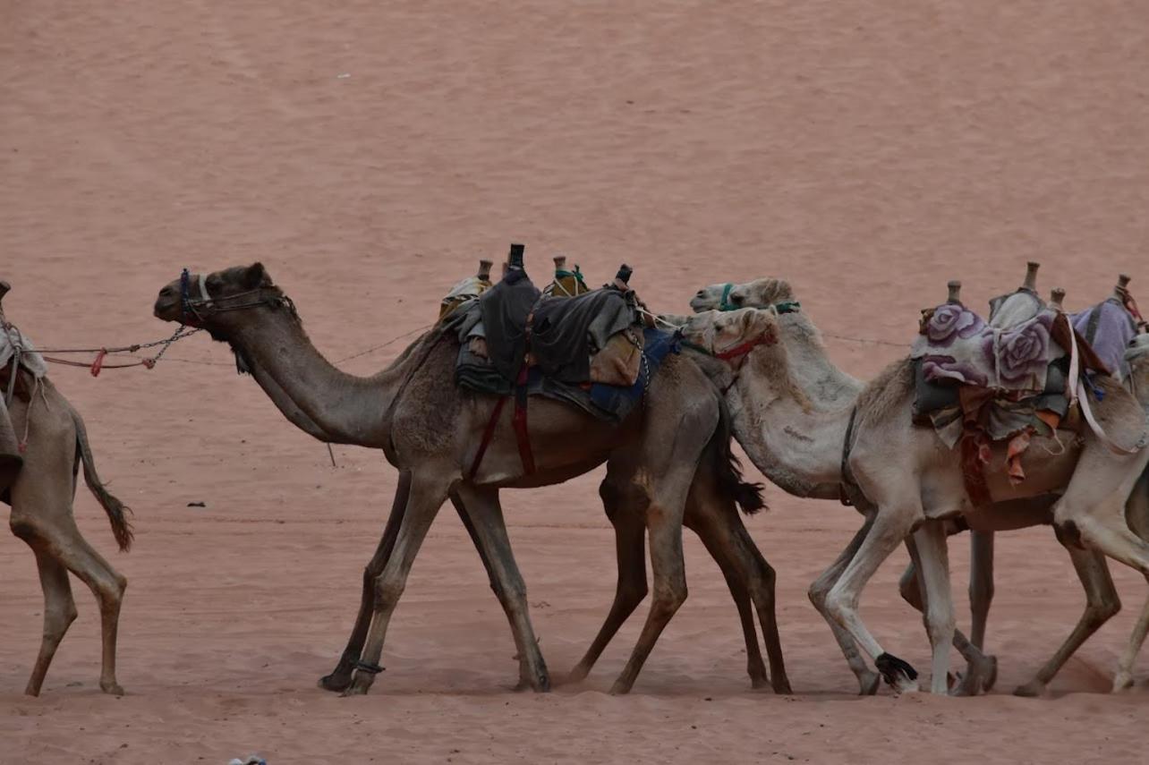 ホテル Wadi Rum Bedouin Style Camp エクステリア 写真